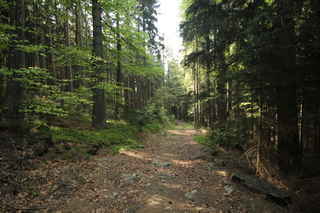 Cestou přes Seidlův les