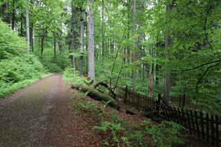 Boubínský prales - jih