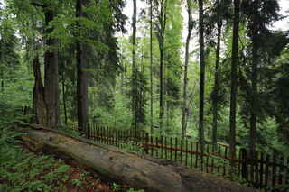 Boubínský prales