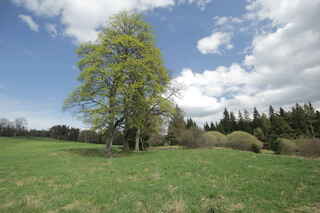 U Ovčína (pod býv. Rovinou 924 m n.m.)