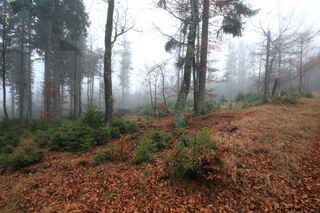 Pod vrcholem kopce Jedlová (1177 m n.m.)
