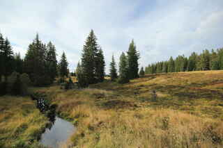 Kvilda-Perla (1050 m n.m.) - Kvildský potok