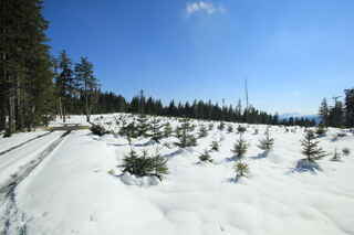 Pod vrcholem hory Habr (1203 m n.m.), vpravo vzadu vrchol německé hory Velký Javor (1456 m n.m.)