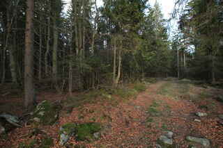 Na plochém vrcholu Zámeckého lesa (1129 m n.m.)
