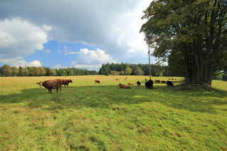 Pastviny na Bučině