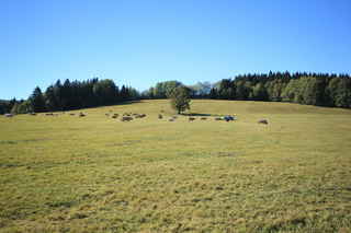 Pastviny poblíž Svinné Lady