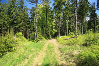 Lesní cestou po severní straně směrem v vrcholu hory Křemelná (1125 m n.m.) 