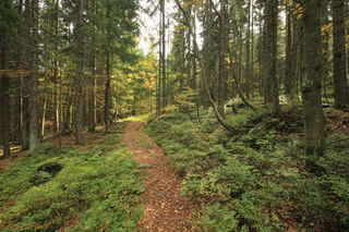 Dále lesem směrem k Jährlingschachten