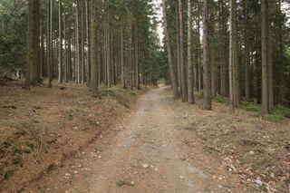 Lesní cestou směrem Chřepice...