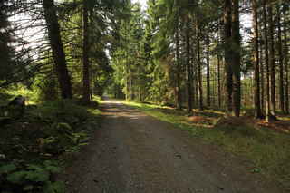 Po lesní cestě "Sjezdovka"