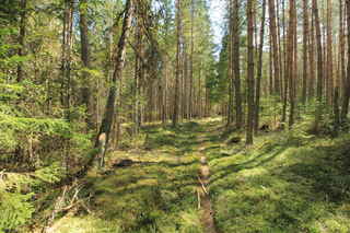 Lesní cestou...