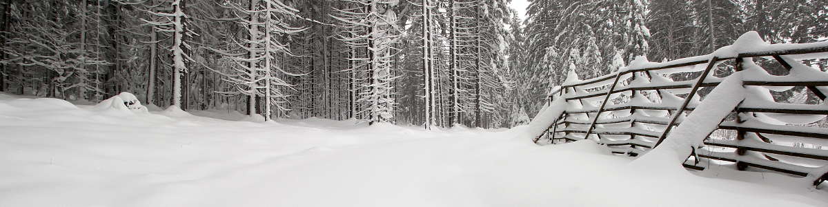 Šumava: Pod vrcholem kopce Rýzmberk u Hojsovy Stráže - 01/2019