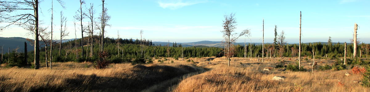 Šumava: Pohled ze severního úbočí hory Ždánidla na vrchol hory Dřevěná hůl 1206 m n.m. (vpředu vlevo) - 10/2019