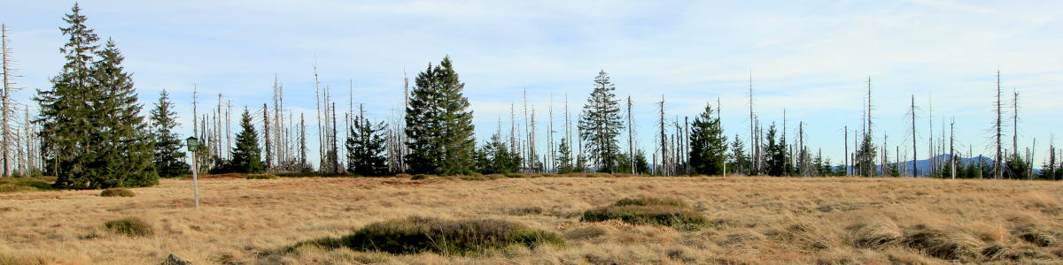 Šumava: Plochý vrchol hory Plesná/Debrník (1338 m n.m.) - 11/2020